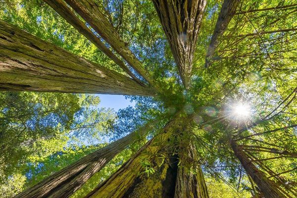 Sun shining through towering tree-Redwoods National Park-Newton B Drury Drive-Crescent City
